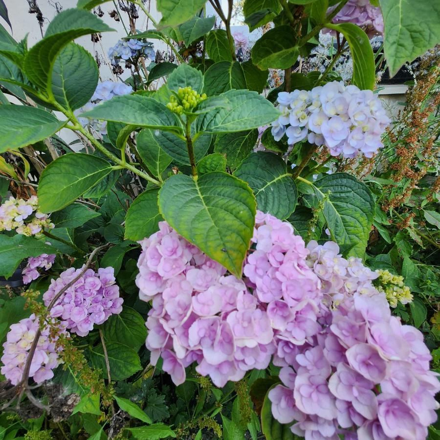 素里 Empress Madani Palace酒店 外观 照片